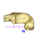 ♡コロスケポン♡（個別スタンプ：3）