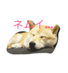 犬のひなちゃん、ご挨拶（個別スタンプ：1）