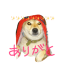 犬のひなちゃん、ご挨拶（個別スタンプ：2）