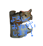 犬のひなちゃん、ご挨拶（個別スタンプ：5）