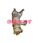 犬のひなちゃん、ご挨拶（個別スタンプ：7）