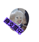 桃＆華（個別スタンプ：5）