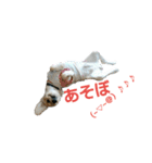 Go！Go！バーボン♪)))（個別スタンプ：4）