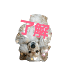 Go！Go！バーボン♪)))（個別スタンプ：7）