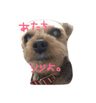 クレリリ（個別スタンプ：19）