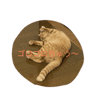 茶トラのきなこちゃん（個別スタンプ：1）