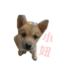 Niu Niu dog（個別スタンプ：1）