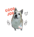 Niu Niu dog（個別スタンプ：2）