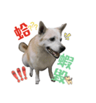 Niu Niu dog（個別スタンプ：3）