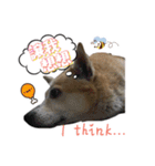 Niu Niu dog（個別スタンプ：4）