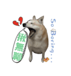 Niu Niu dog（個別スタンプ：5）