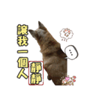 Niu Niu dog（個別スタンプ：6）