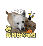 Niu Niu dog（個別スタンプ：9）