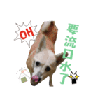 Niu Niu dog（個別スタンプ：10）