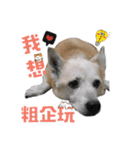 Niu Niu dog（個別スタンプ：11）