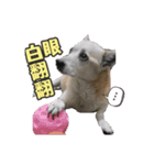 Niu Niu dog（個別スタンプ：13）