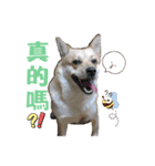 Niu Niu dog（個別スタンプ：14）