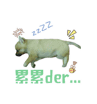 Niu Niu dog（個別スタンプ：15）
