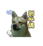 Niu Niu dog（個別スタンプ：16）