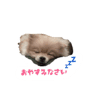マロンの毎日（個別スタンプ：6）