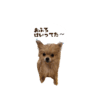 マロンの毎日（個別スタンプ：12）