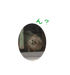 マロンの毎日（個別スタンプ：16）