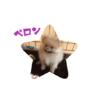 マロンの毎日（個別スタンプ：17）