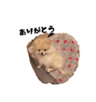 マロンの毎日（個別スタンプ：21）