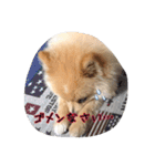 ポメちゃんの挨拶や会話①（個別スタンプ：3）