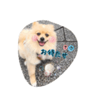 ポメちゃんの挨拶や会話①（個別スタンプ：4）