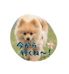 ポメちゃんの挨拶や会話①（個別スタンプ：6）