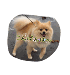 ポメちゃんの挨拶や会話①（個別スタンプ：7）