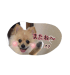 ポメちゃんの挨拶や会話①（個別スタンプ：9）