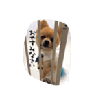 ポメちゃんの挨拶や会話①（個別スタンプ：19）