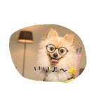 ポメちゃんの挨拶や会話①（個別スタンプ：22）