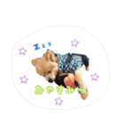 ポメちゃんの挨拶や会話①（個別スタンプ：30）