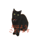 黒猫気分 2（個別スタンプ：1）