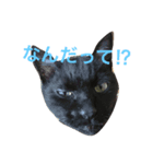 黒猫気分 2（個別スタンプ：5）