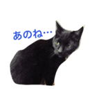 黒猫気分 2（個別スタンプ：8）