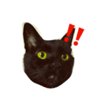 黒猫気分（個別スタンプ：2）