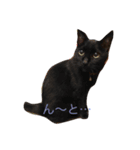 黒猫気分（個別スタンプ：5）