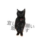 黒猫気分（個別スタンプ：6）