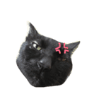 黒猫気分（個別スタンプ：7）