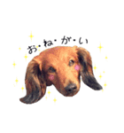 メタボ犬  シーズン2（個別スタンプ：1）