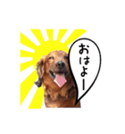 メタボ犬  シーズン2（個別スタンプ：2）