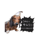 メタボ犬  シーズン2（個別スタンプ：3）