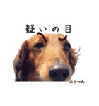 メタボ犬  シーズン2（個別スタンプ：4）