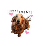 メタボ犬  シーズン2（個別スタンプ：7）