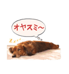 メタボ犬  シーズン2（個別スタンプ：8）