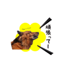 メタボ犬  シーズン2（個別スタンプ：10）